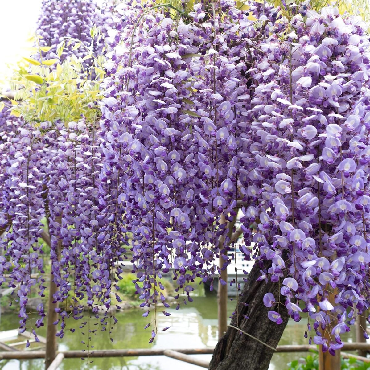 glicinia violeta 1 glicinia violeta 1