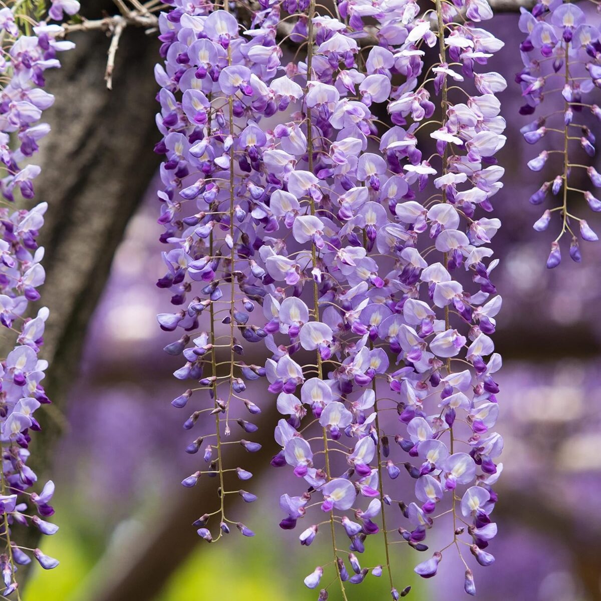 glicinia violeta glicinia violeta