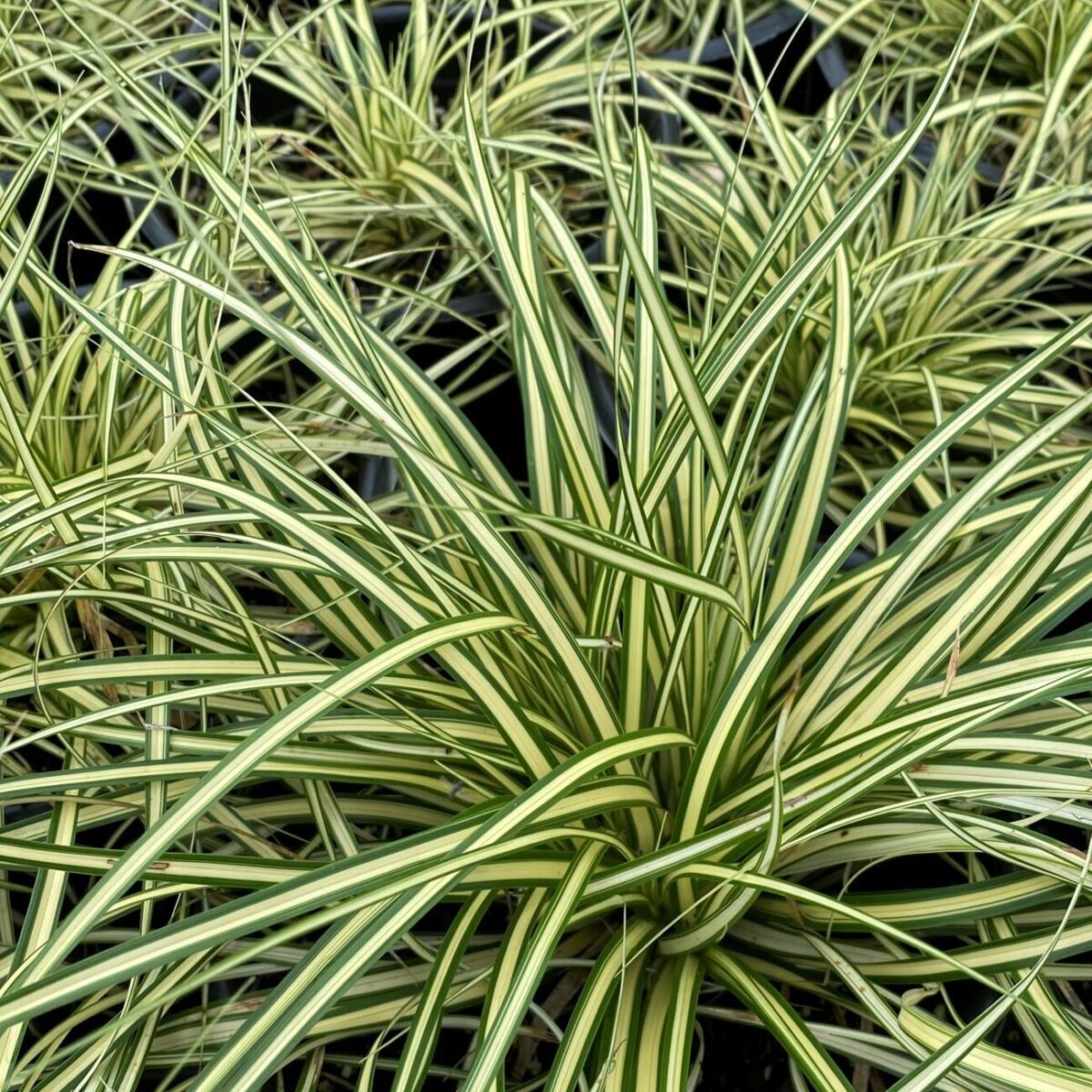 iarba ornamentala iarba ornamentala