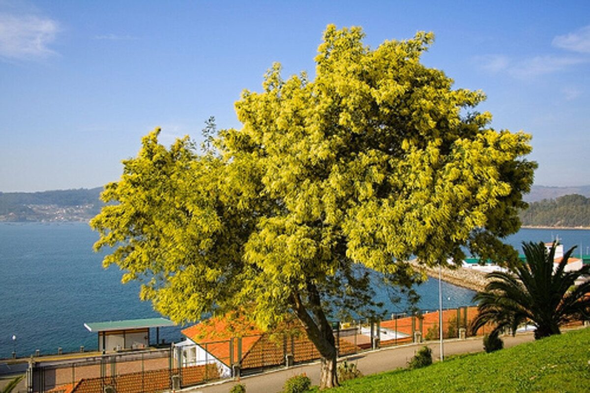 0000378 acacia dealbata 96464 1 0000378 acacia dealbata 96464 1