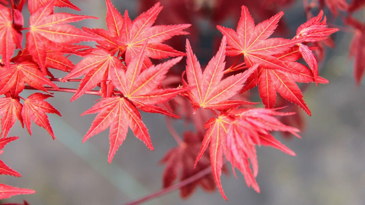 1. Acer palmatum Beni maiko 2 1 1. Acer palmatum Beni maiko 2 1