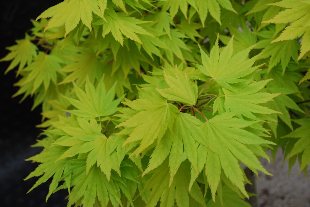 ACERJORDAN1 ACERJORDAN1