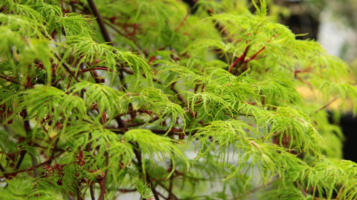 Acer palmatum Emerald Lace 4 Acer palmatum Emerald Lace 4