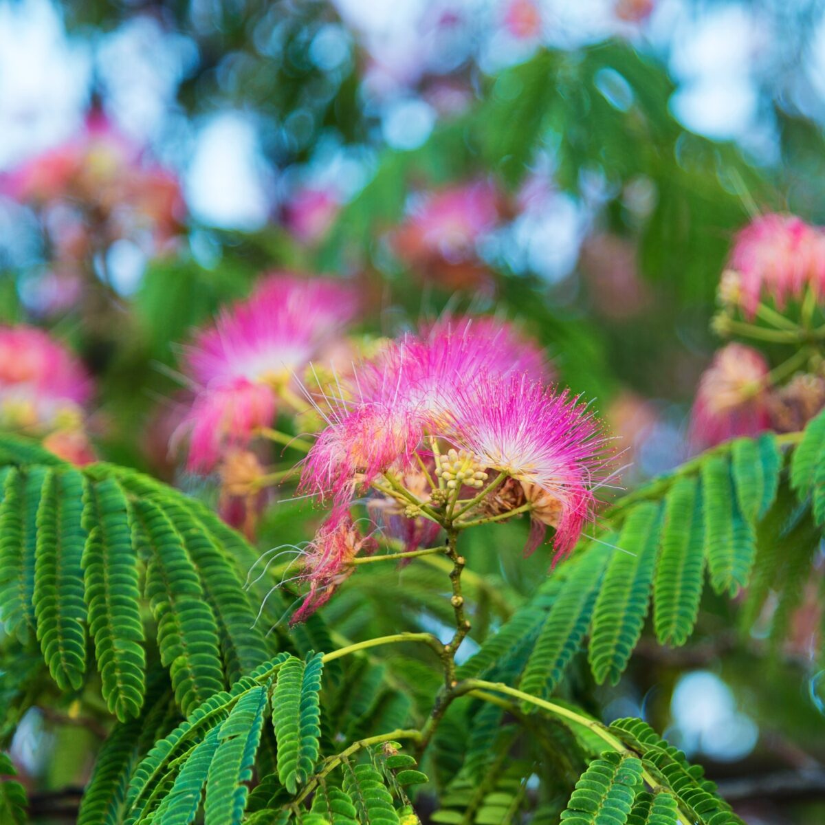 Albizia julibrissin @ AdobeStock 187160735 SQUARED scaled Albizia julibrissin @ AdobeStock 187160735 SQUARED scaled
