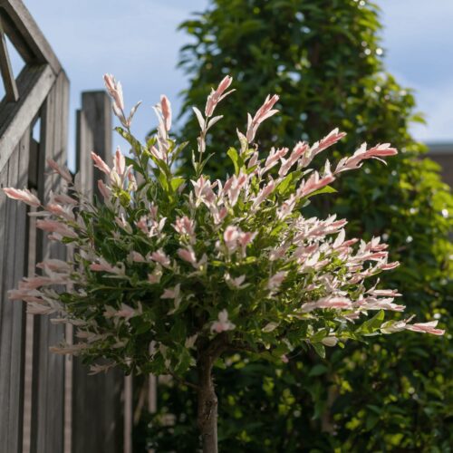 Flamingosalix_5000x