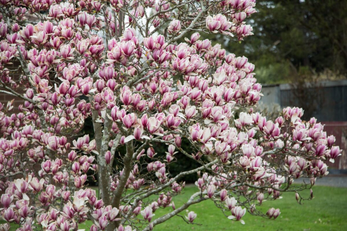 Hello Hello Plants Magnolia soulangeana flowers on bare branches scaled 1 scaled Hello Hello Plants Magnolia soulangeana flowers on bare branches scaled 1 scaled