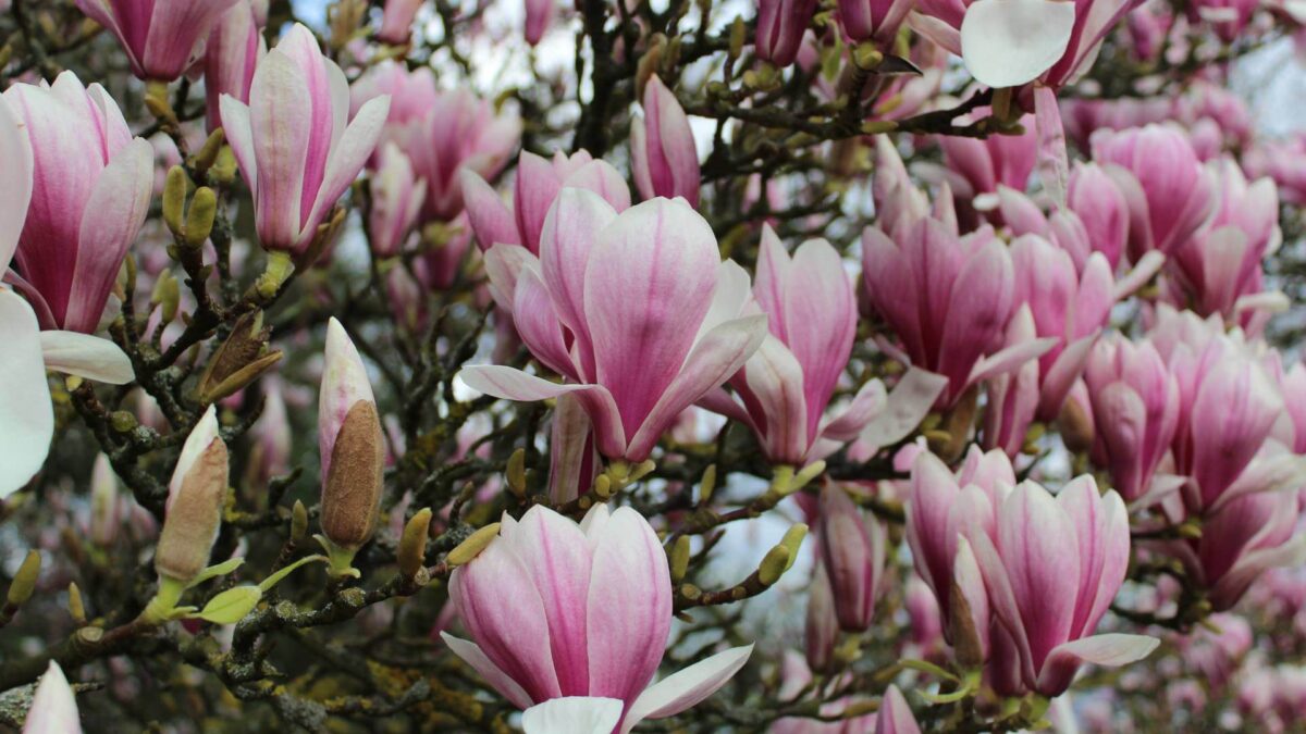 Hello Hello Plants magnolia soulangeana flowers saucer magnolia Hello Hello Plants magnolia soulangeana flowers saucer magnolia