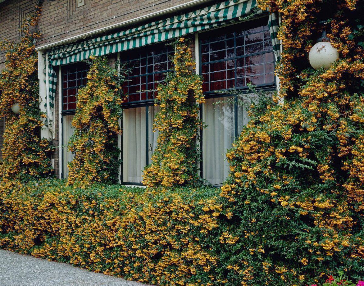 Pyracantha Golden Charmer 0001801 20948 Pyracantha Golden Charmer 0001801 20948