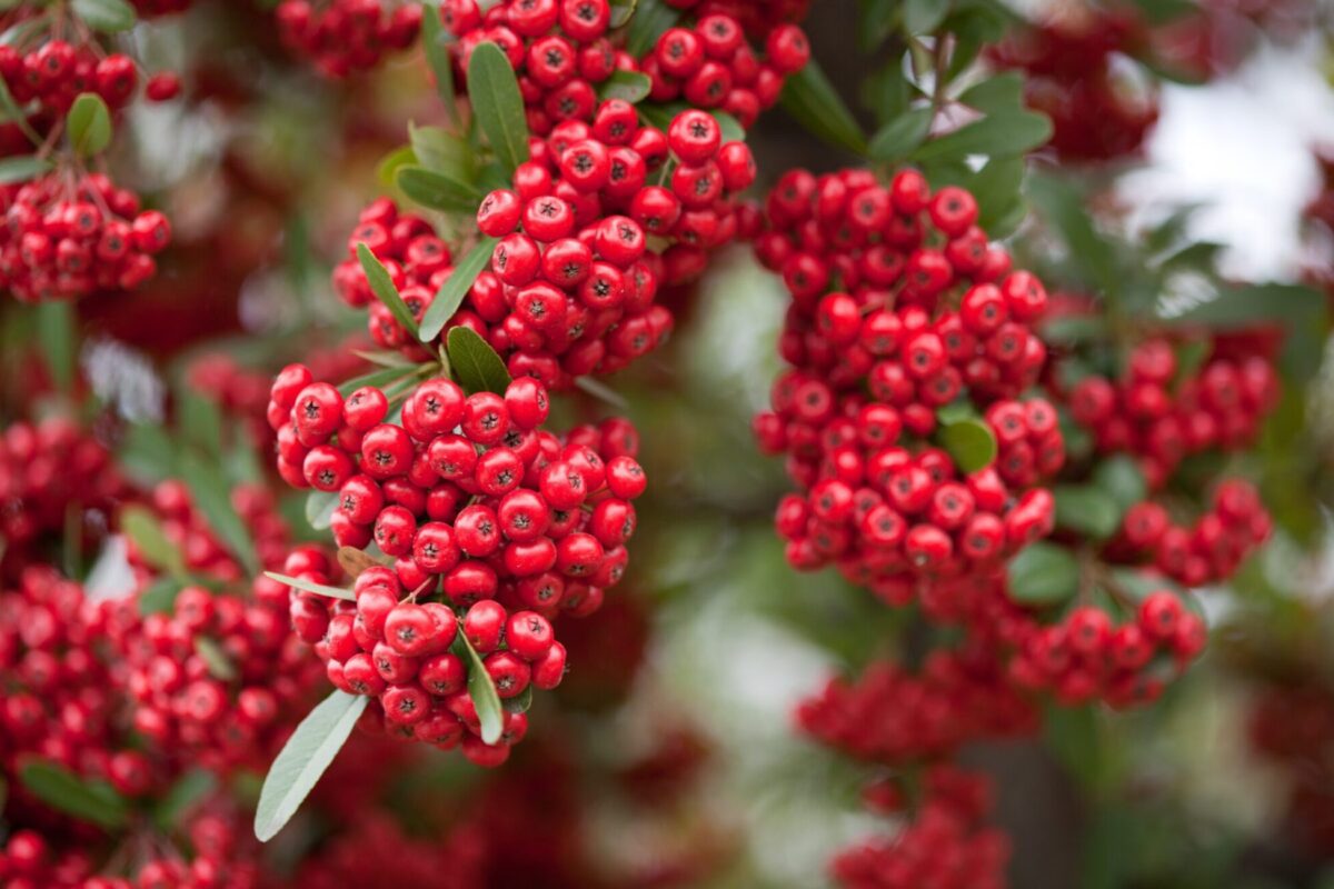 Red pommes of Firethorn Pyracantha Red pommes of Firethorn Pyracantha