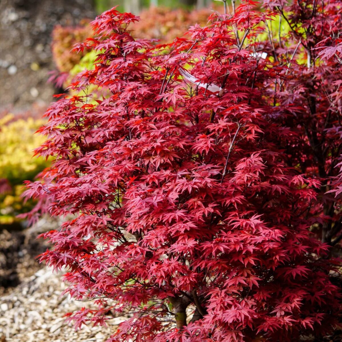 TWOMBLY S RED SENTINEL JAPANESE MAPLE TWOMBLY S RED SENTINEL JAPANESE MAPLE