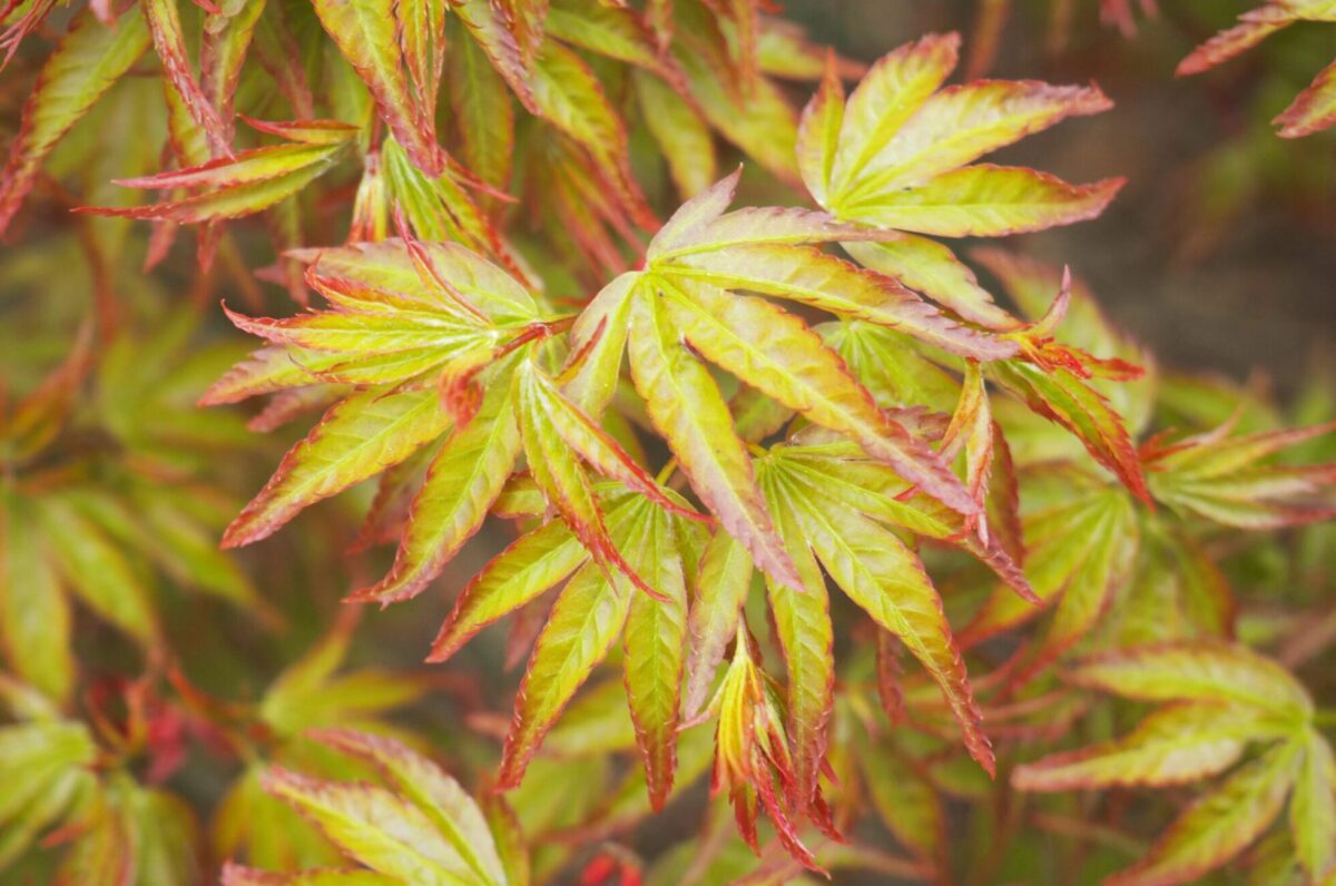 acer palmatum little princess acer palmatum little princess