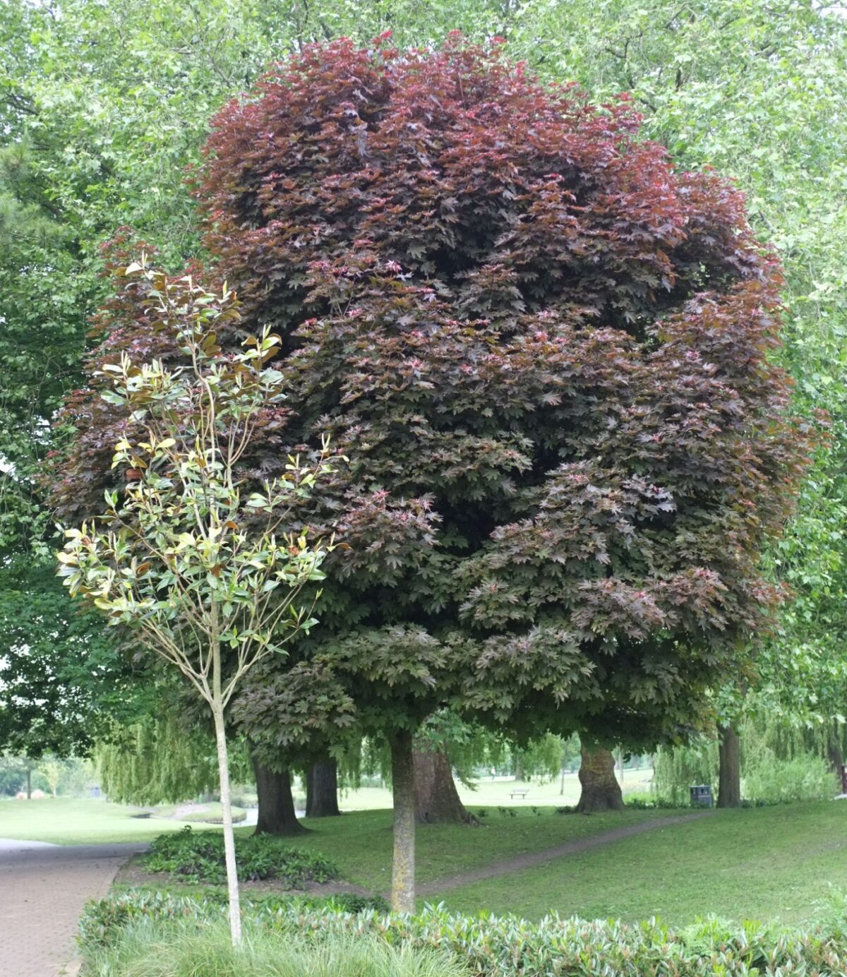 acer platanoides crimson sentry acer platanoides crimson sentry