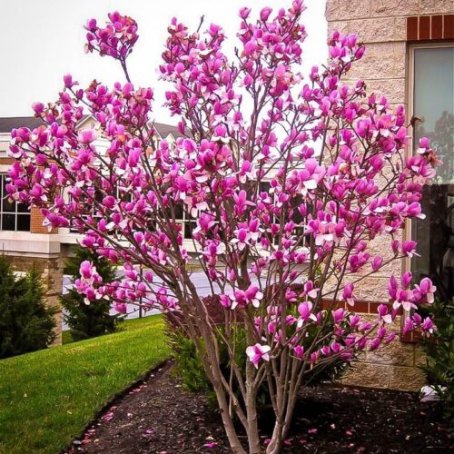 ann magnolia tree 1 ann magnolia tree 1