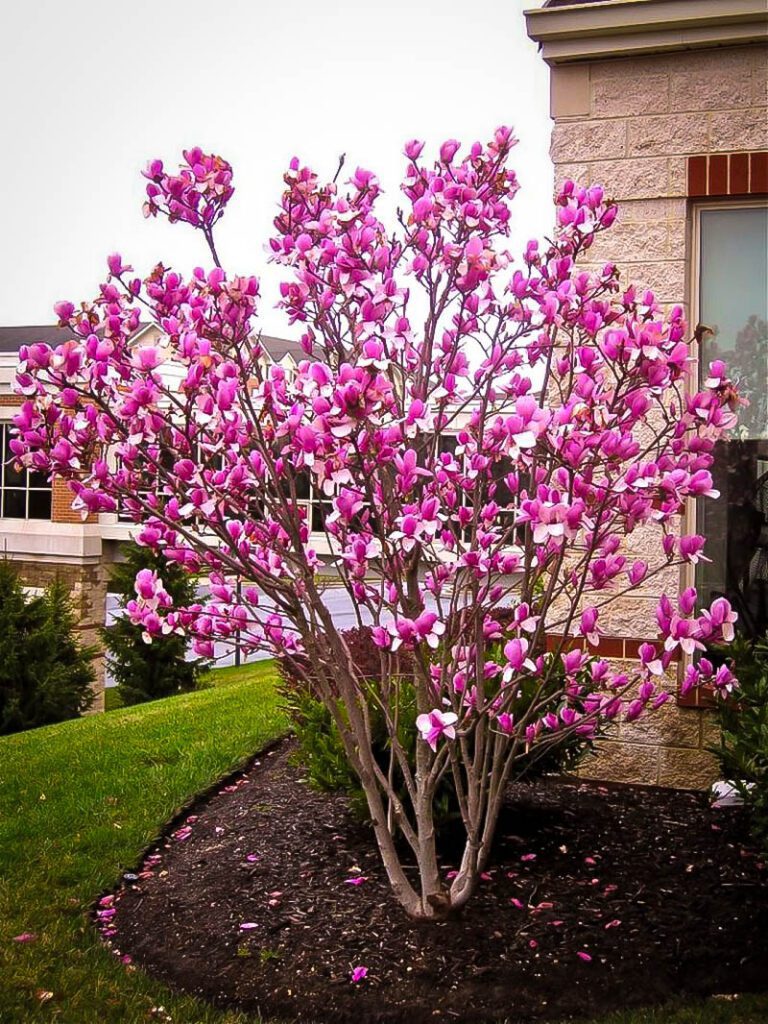 ann magnolia tree 1 ann magnolia tree 1