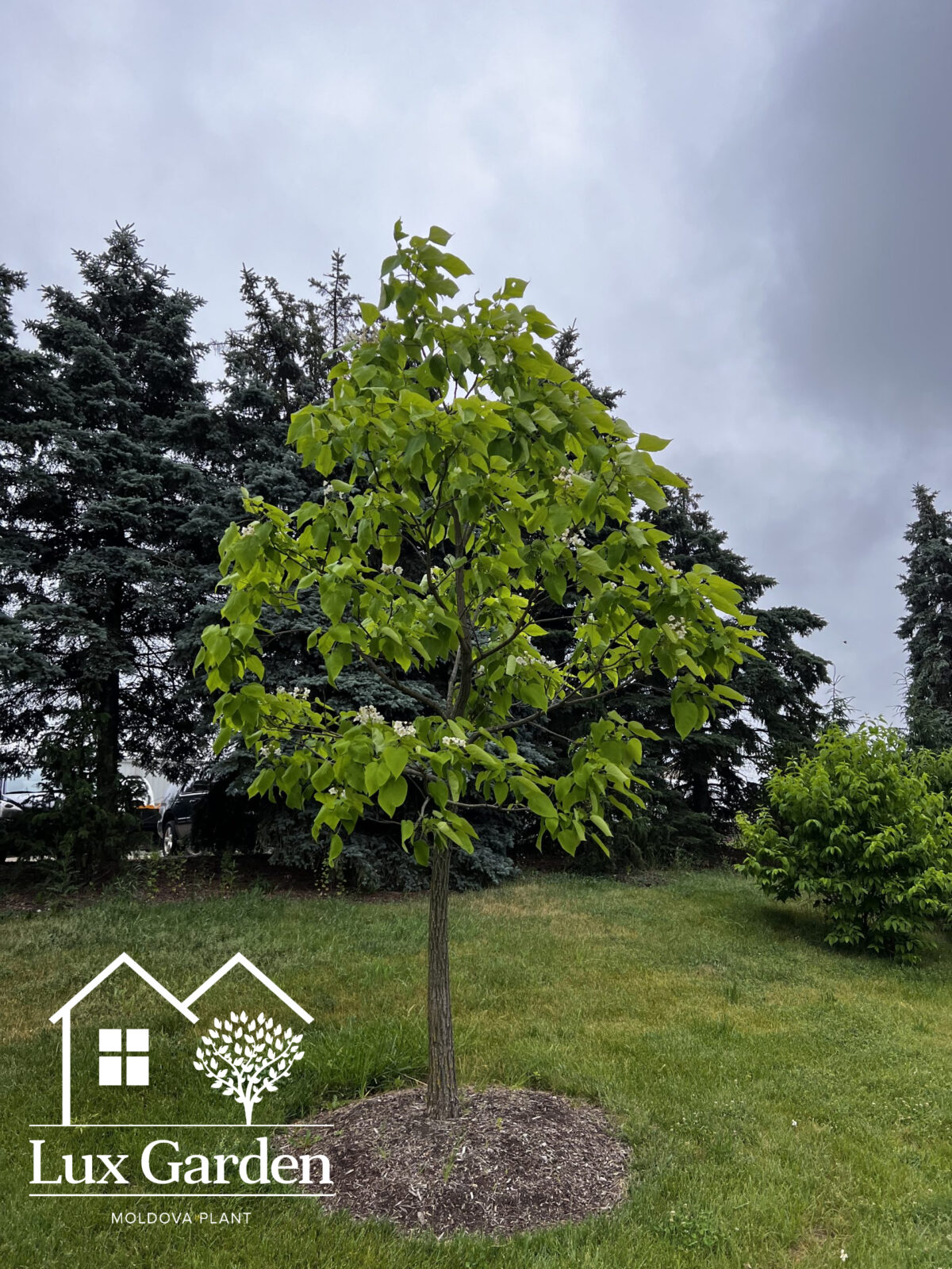 catalpa catalpa