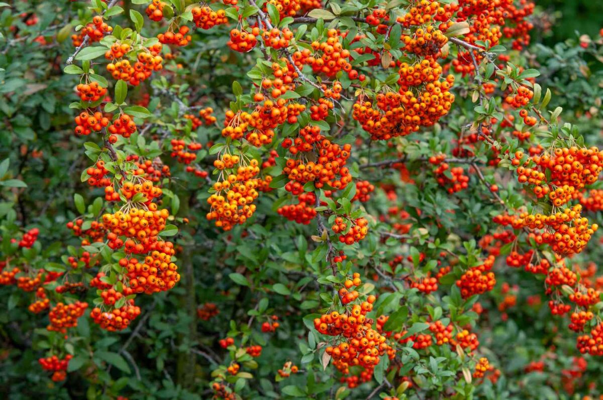 firethorn plant care guide 5202032 hero 0276622878984c0abf485a26a48cd78a firethorn plant care guide 5202032 hero 0276622878984c0abf485a26a48cd78a