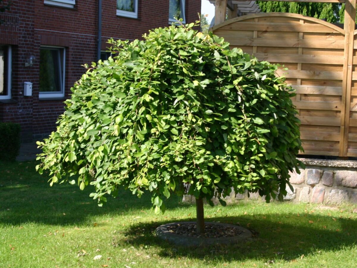 haengende kaetzchenweide auf stamm m003778 h 0 haengende kaetzchenweide auf stamm m003778 h 0