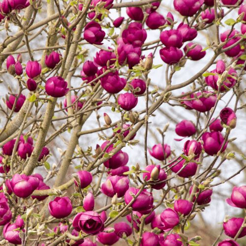 magnolia black tulip tree p4195 32367 image magnolia black tulip tree p4195 32367 image