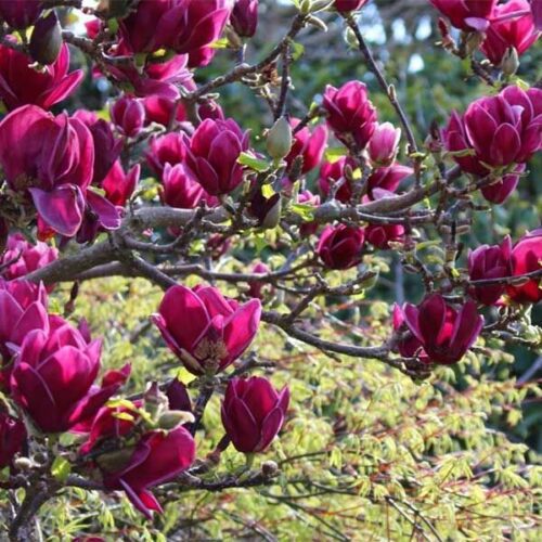 magnolia cleopatra 1 1 magnolia cleopatra 1 1