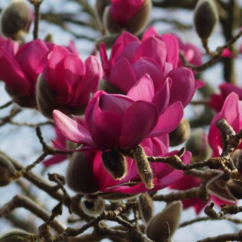 magnolia cleopatra ghiveci 2 l h 60 80 cm 8649 magnolia cleopatra ghiveci 2 l h 60 80 cm 8649