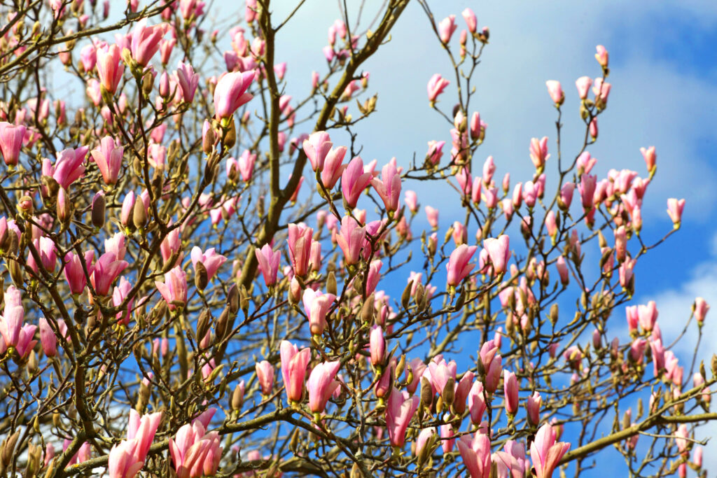 magnolia heaven scent 2 magnolia heaven scent 2
