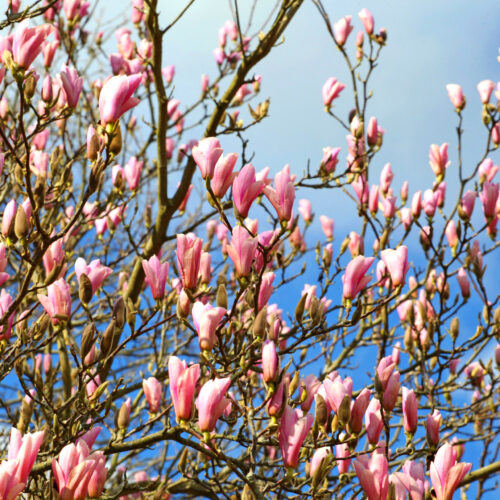 magnolia heaven scent 2 magnolia heaven scent 2