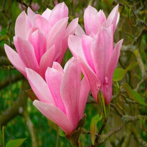 magnolia heaven scent magnolia heaven scent