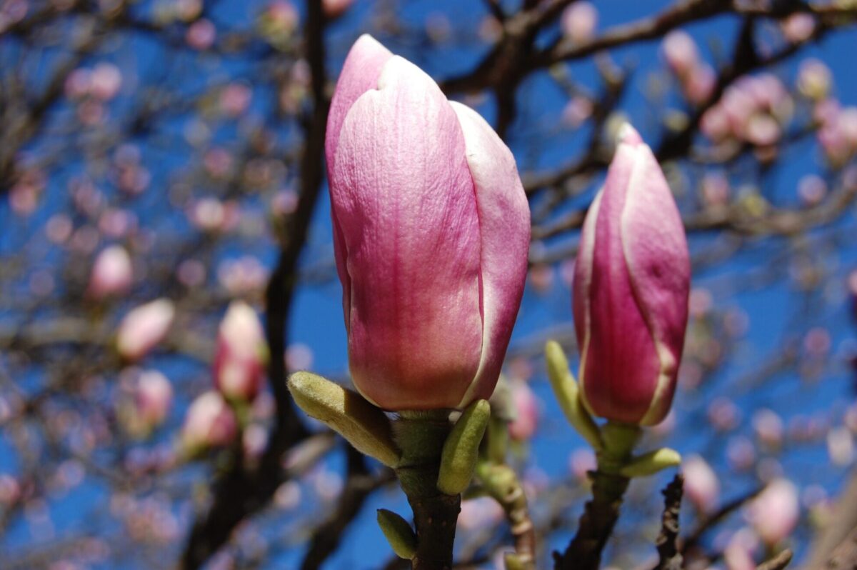 magnolia soulangiana flower scaled magnolia soulangiana flower scaled