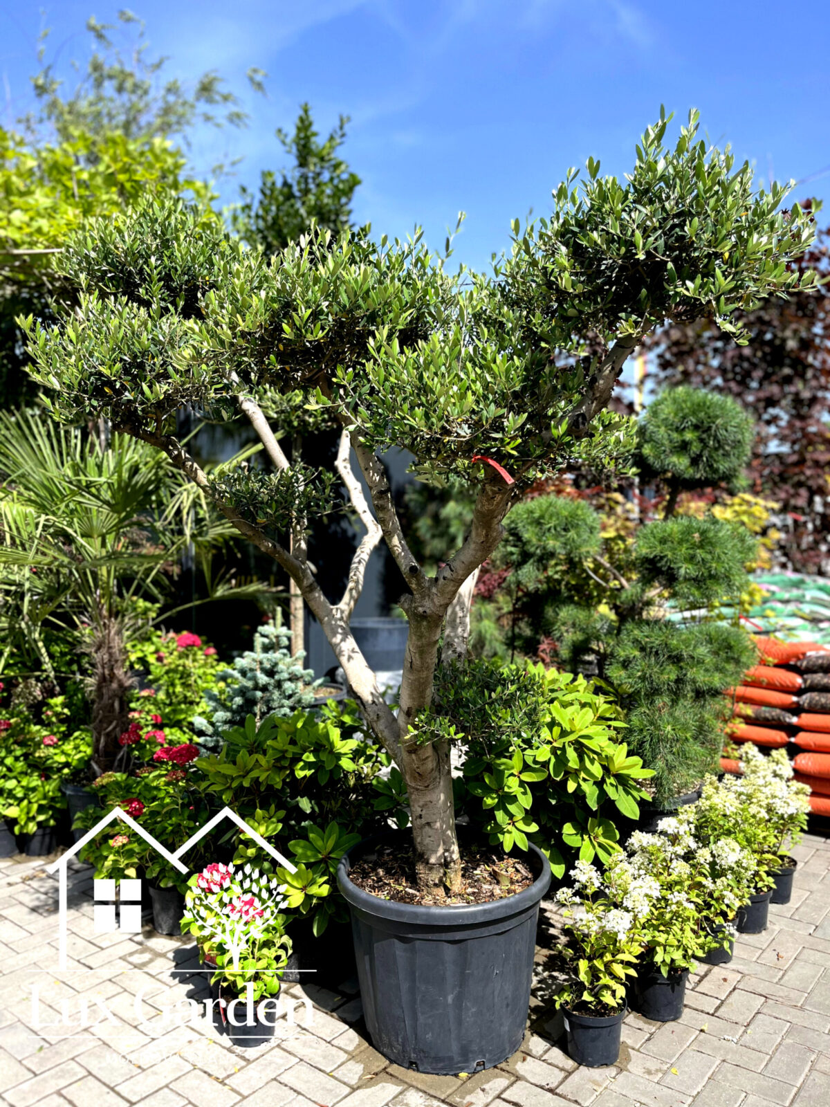 maslin bonsai scaled maslin bonsai scaled