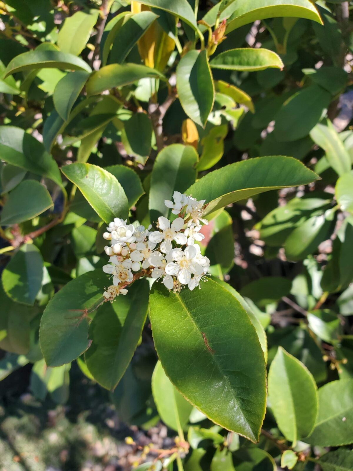 photinia fraseri 20221025 112834 rotated 1 scaled photinia fraseri 20221025 112834 rotated 1 scaled