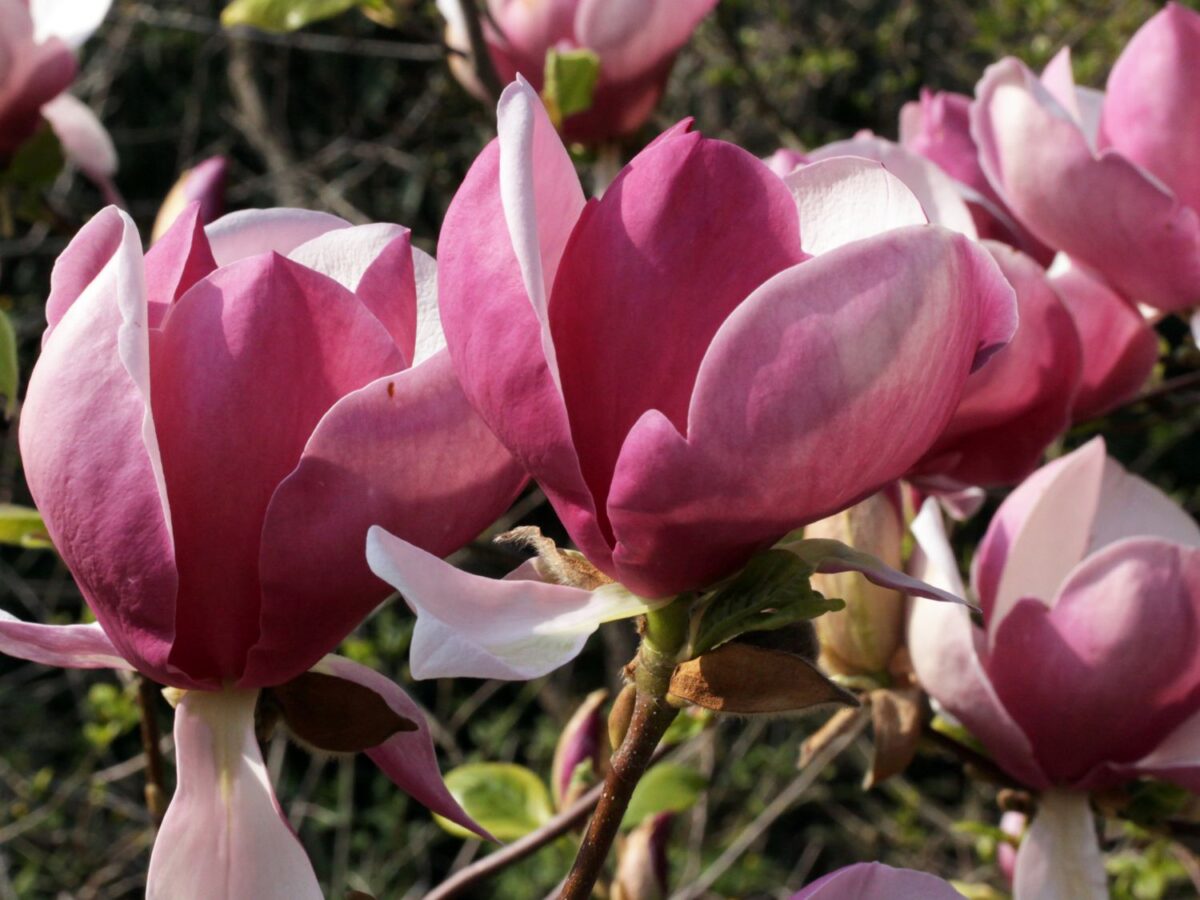 tulpenmagnolie lennei m012078 w 0 tulpenmagnolie lennei m012078 w 0