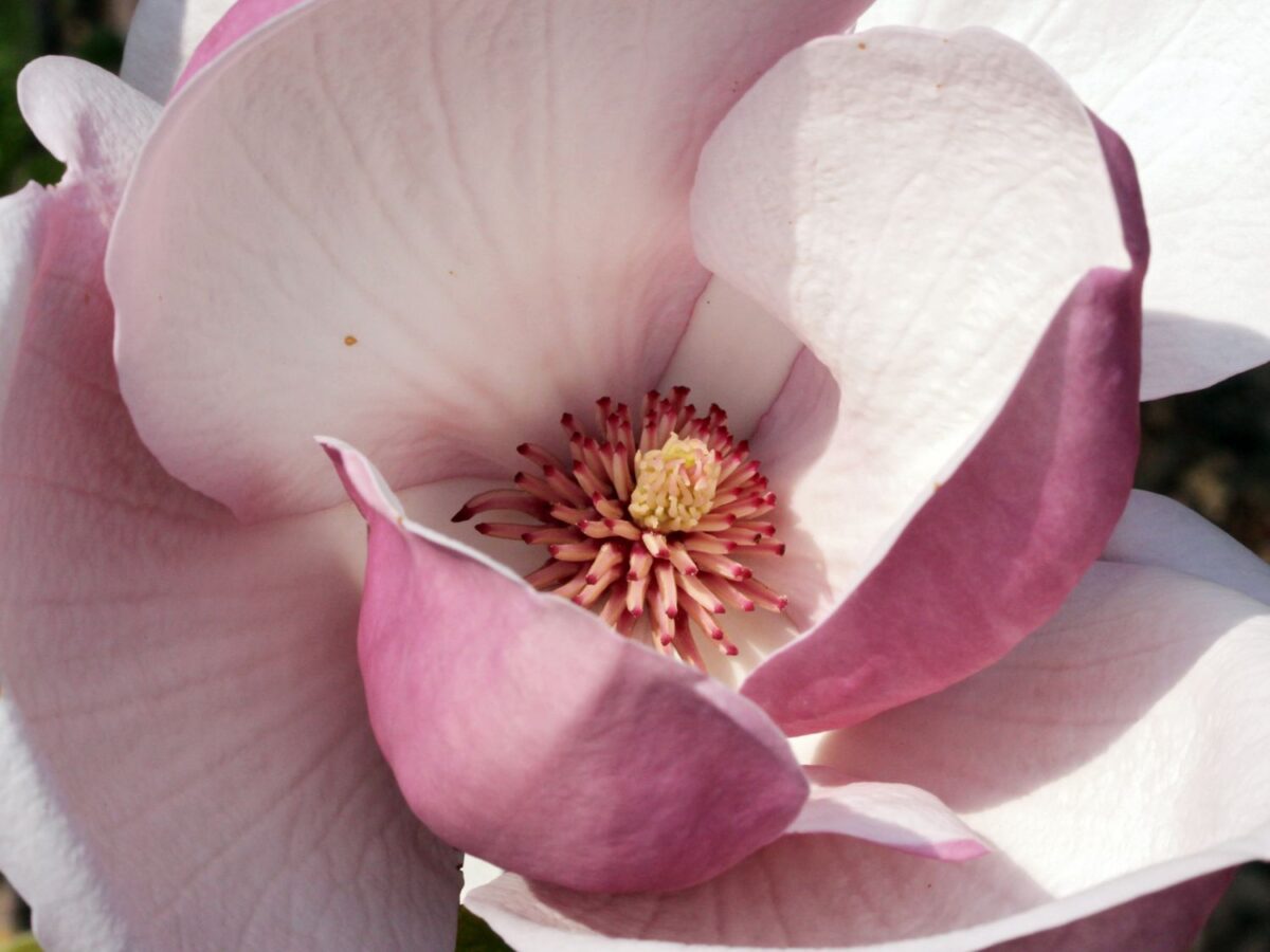tulpenmagnolie lennei m012078 w 2 tulpenmagnolie lennei m012078 w 2