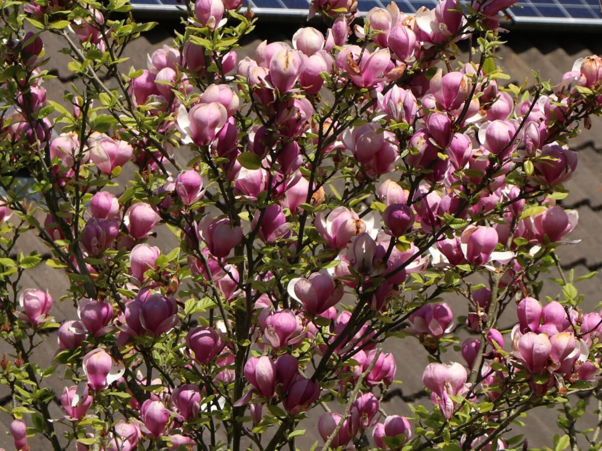 tulpenmagnolie lennei m012078 w 9 tulpenmagnolie lennei m012078 w 9