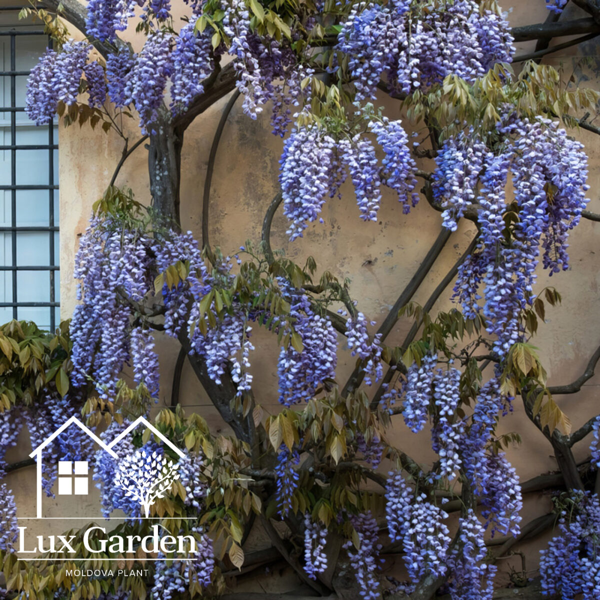 wisteria glicinia mov albastru wisteria glicinia mov albastru
