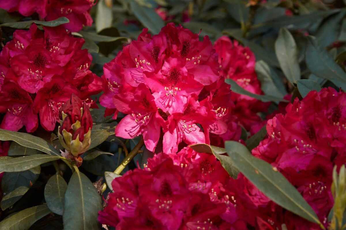 04 Rhododendron Hybride Pearces American Beauty CA 01 origin img 04 Rhododendron Hybride Pearces American Beauty CA 01 origin img