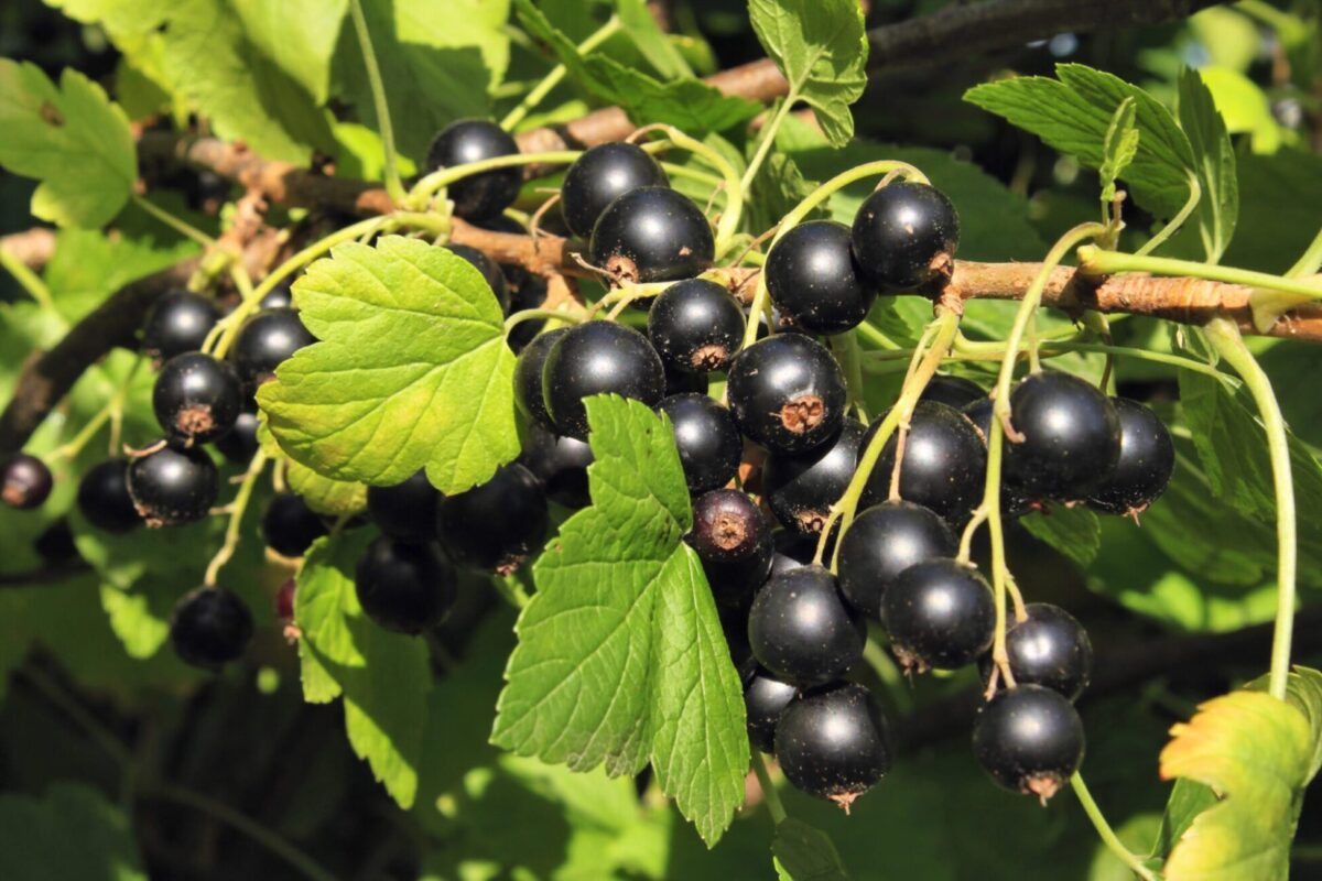 Black Currants Hi Res scaled Black Currants Hi Res scaled