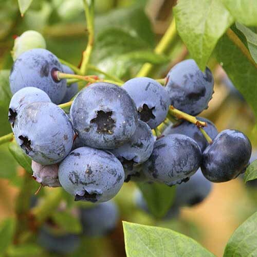 Blueberry Duke 01 Blueberry Duke 01