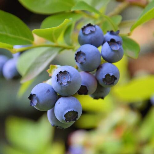 Blueberry Sunshine Blue WBLS 01 600x Blueberry Sunshine Blue WBLS 01 600x