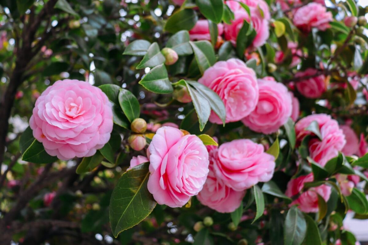 Camellia Japonica 1 scaled 1 scaled Camellia Japonica 1 scaled 1 scaled
