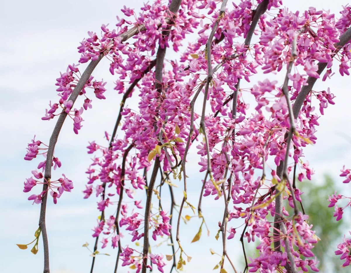 Cercis Golden Falls Flowers 009 Cercis Golden Falls Flowers 009