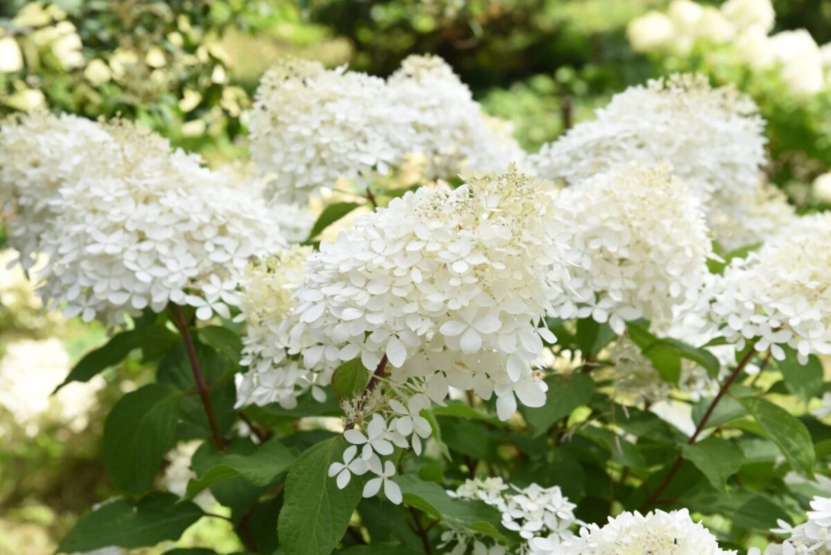 Hydrangea Paniculata Phantom scaled 1 scaled Hydrangea Paniculata Phantom scaled 1 scaled