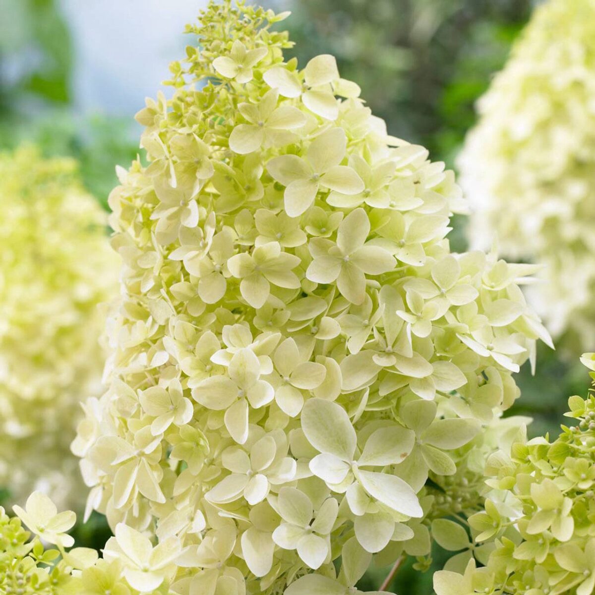 Hydrangea Paniculata Phantom 0011842 00445 Hydrangea Paniculata Phantom 0011842 00445