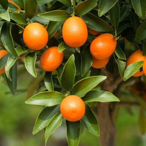 MC.017648.0000.0000.0000 Citrus fortunella Margarita 00 MC.017648.0000.0000.0000 Citrus fortunella Margarita 00