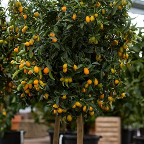 MC.017648.0000.0000.0000 Citrus fortunella Margarita 01 6QShCJd MC.017648.0000.0000.0000 Citrus fortunella Margarita 01 6QShCJd