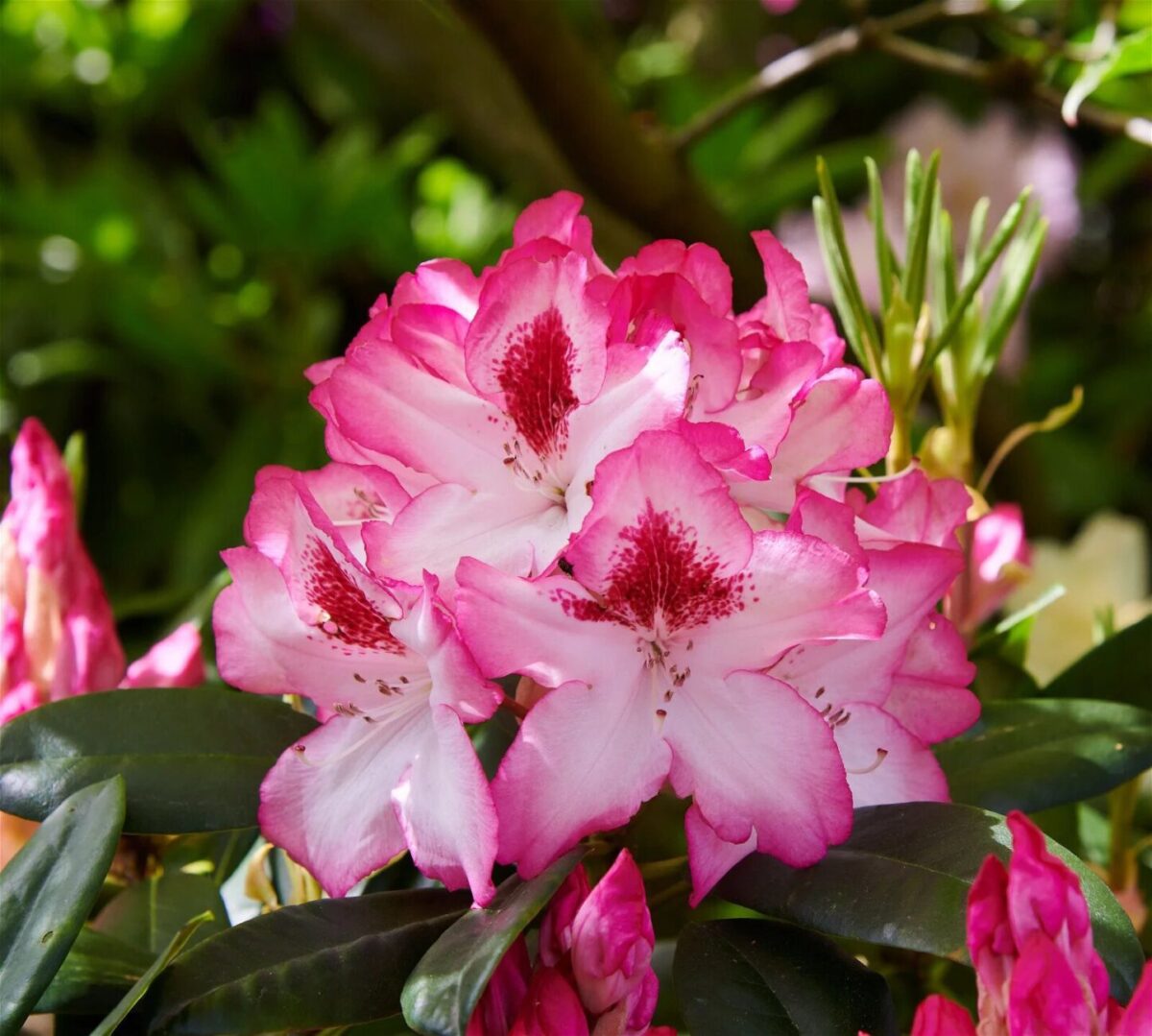 Rhododendron Hachmanns Charmant CA 64 Rhododendron Hachmanns Charmant CA 64