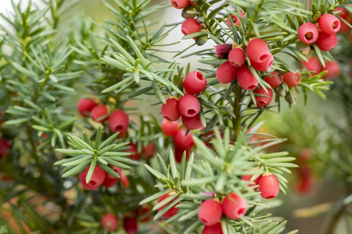 Taxus Baccata 2 scaled 1 scaled Taxus Baccata 2 scaled 1 scaled