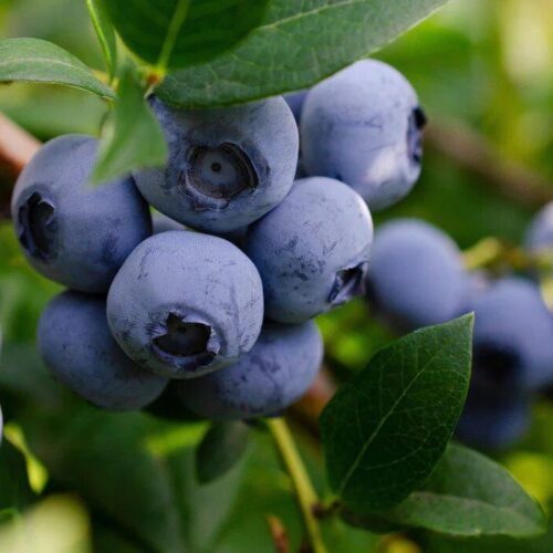 blueberry blueberry