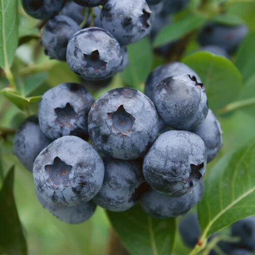 blueberry bluecrop 500x500 blueberry bluecrop 500x500