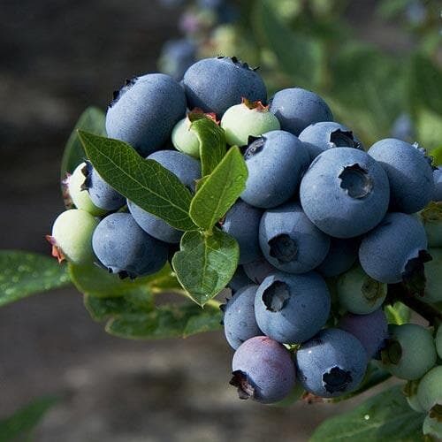 blueberry patriot 4 blueberry patriot 4