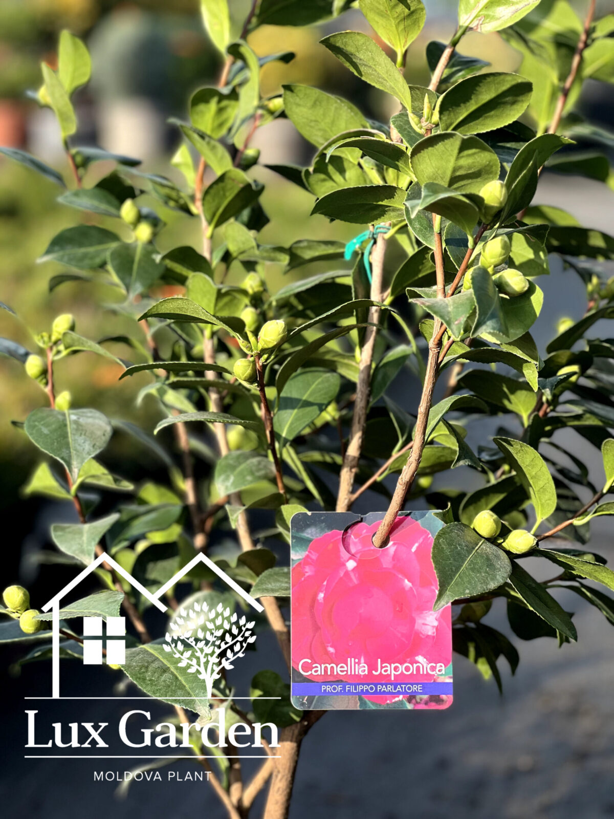 camelia japonica scaled camelia japonica scaled
